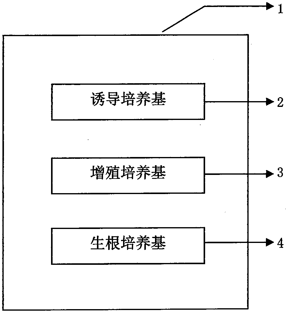 Red-skin hard-seed pomegranate tissue culture propagation system