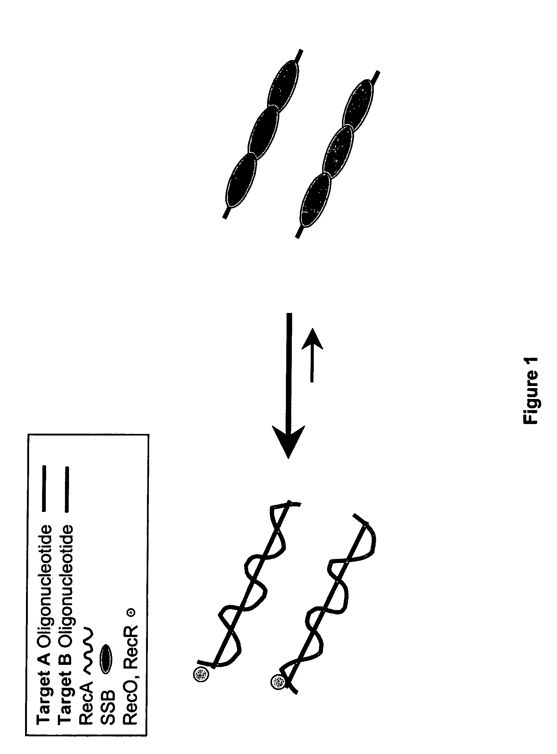 Recombinase polymerase amplification