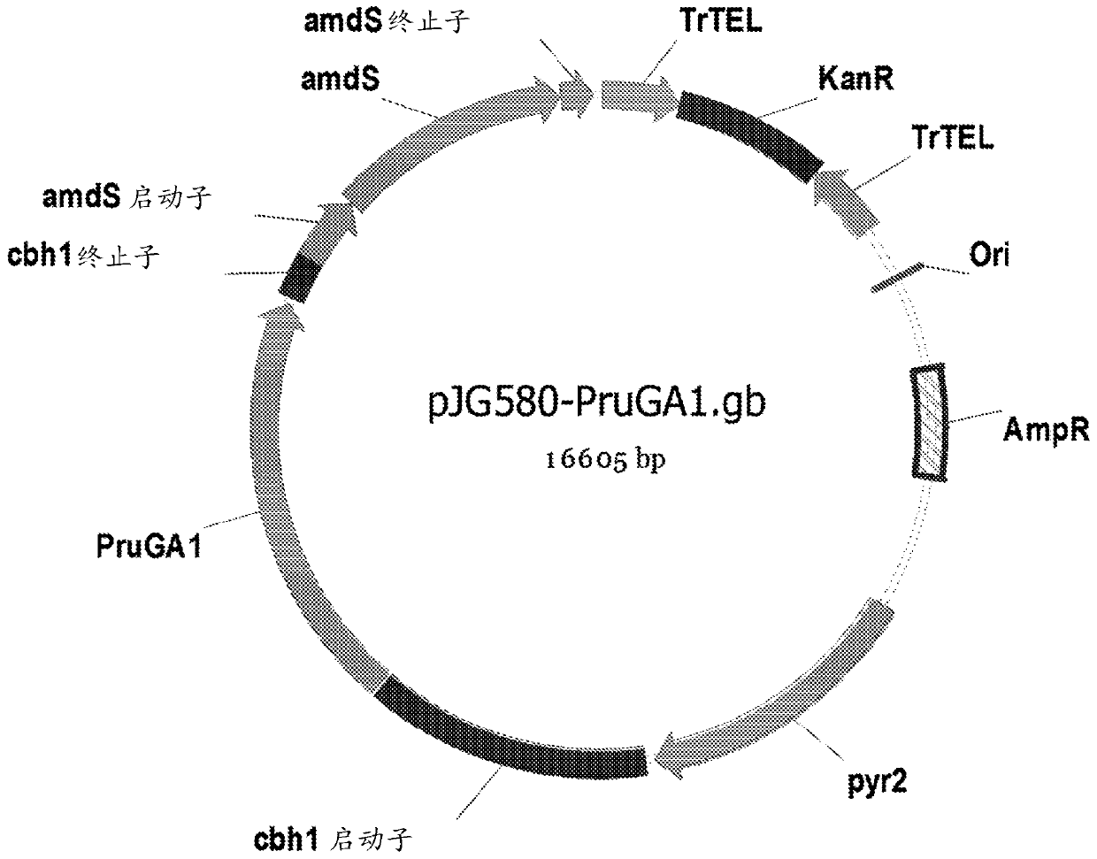 Thermostable glucoamylase and methods of use, thereof