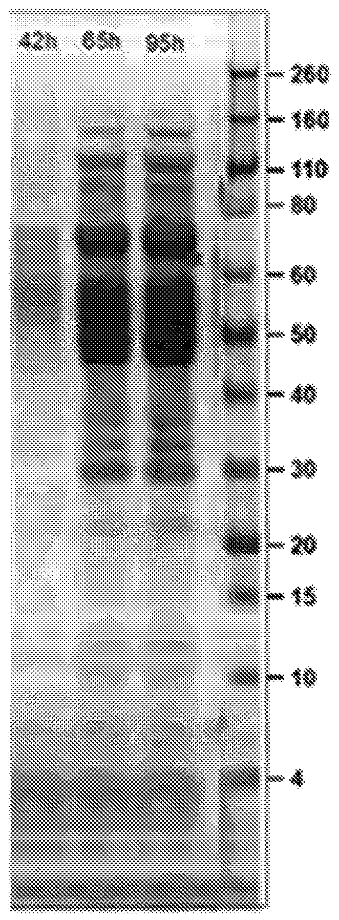 Thermostable glucoamylase and methods of use, thereof