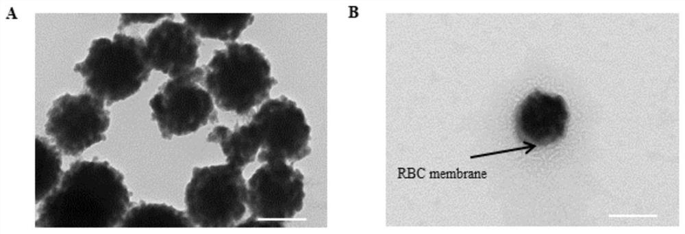 A kind of biomimetic bismuth nanoflower and its preparation method and application