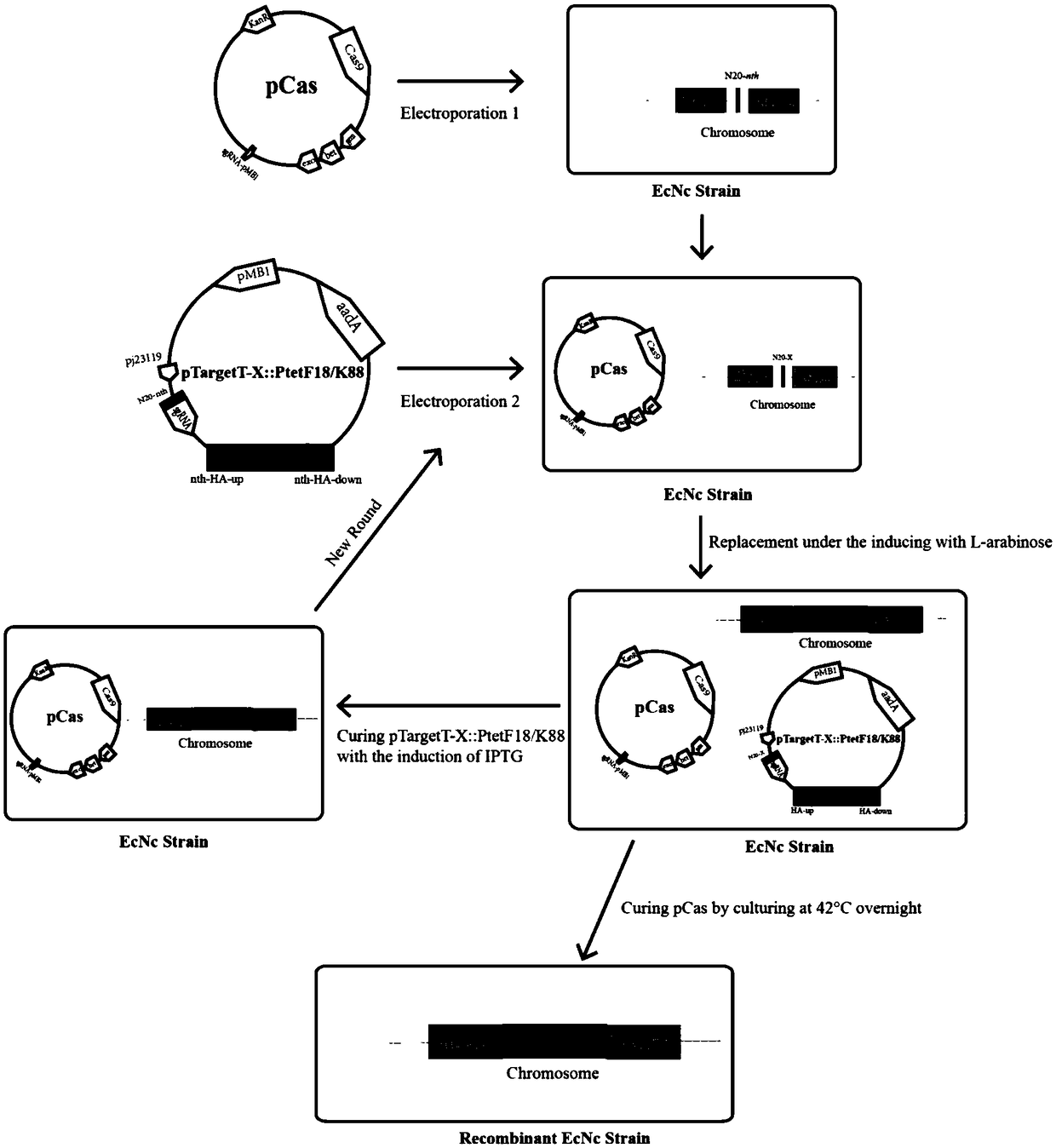 Probiotics cloned strain of integrated four-cope F18 pili operon gene and two-copy F4 pili operon gene and construction method
