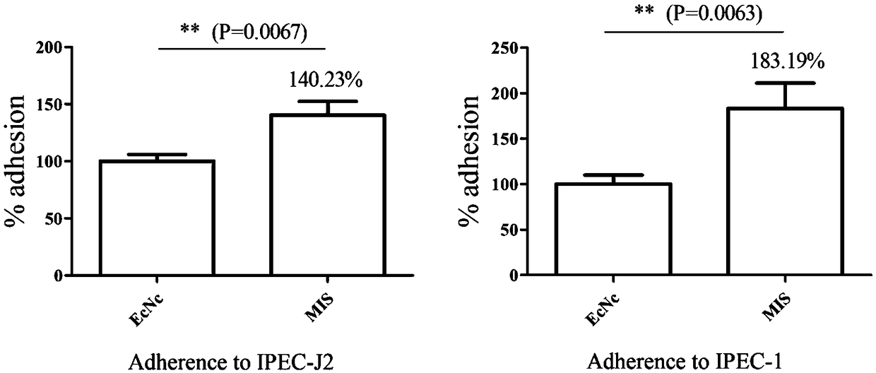 Probiotics cloned strain of integrated four-cope F18 pili operon gene and two-copy F4 pili operon gene and construction method