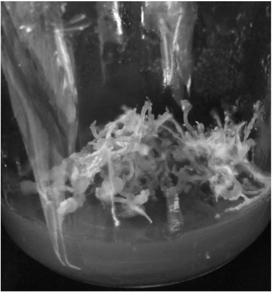 Aralia chinensis bud rapid propagation method