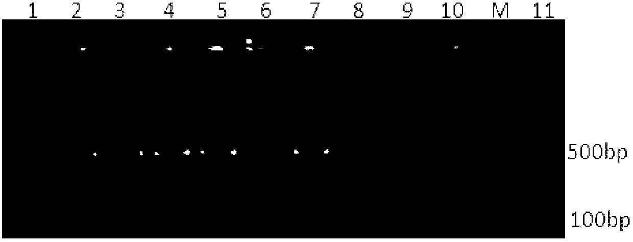 Multiple PCR (polymerase chain reaction) method for identifying salmonella enteritidis, salmonella typhimurium, salmonella pullorum and salmonella gallinarum