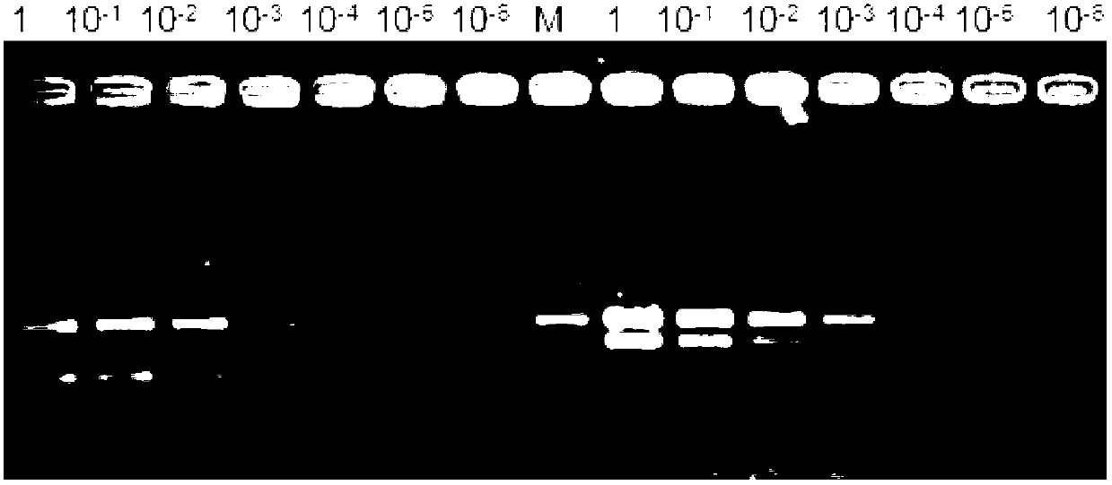 Multiple PCR (polymerase chain reaction) method for identifying salmonella enteritidis, salmonella typhimurium, salmonella pullorum and salmonella gallinarum