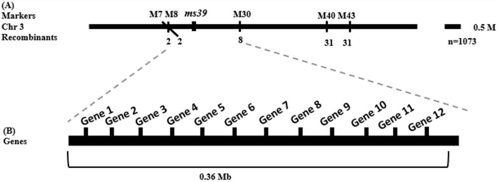 Molecular marker of maize male sterility gene ms39 and its application