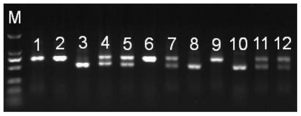 Molecular marker of maize male sterility gene ms39 and its application