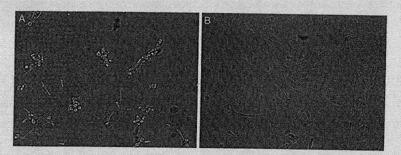 Application of puer tea for eliminating formaldehyde biological damage