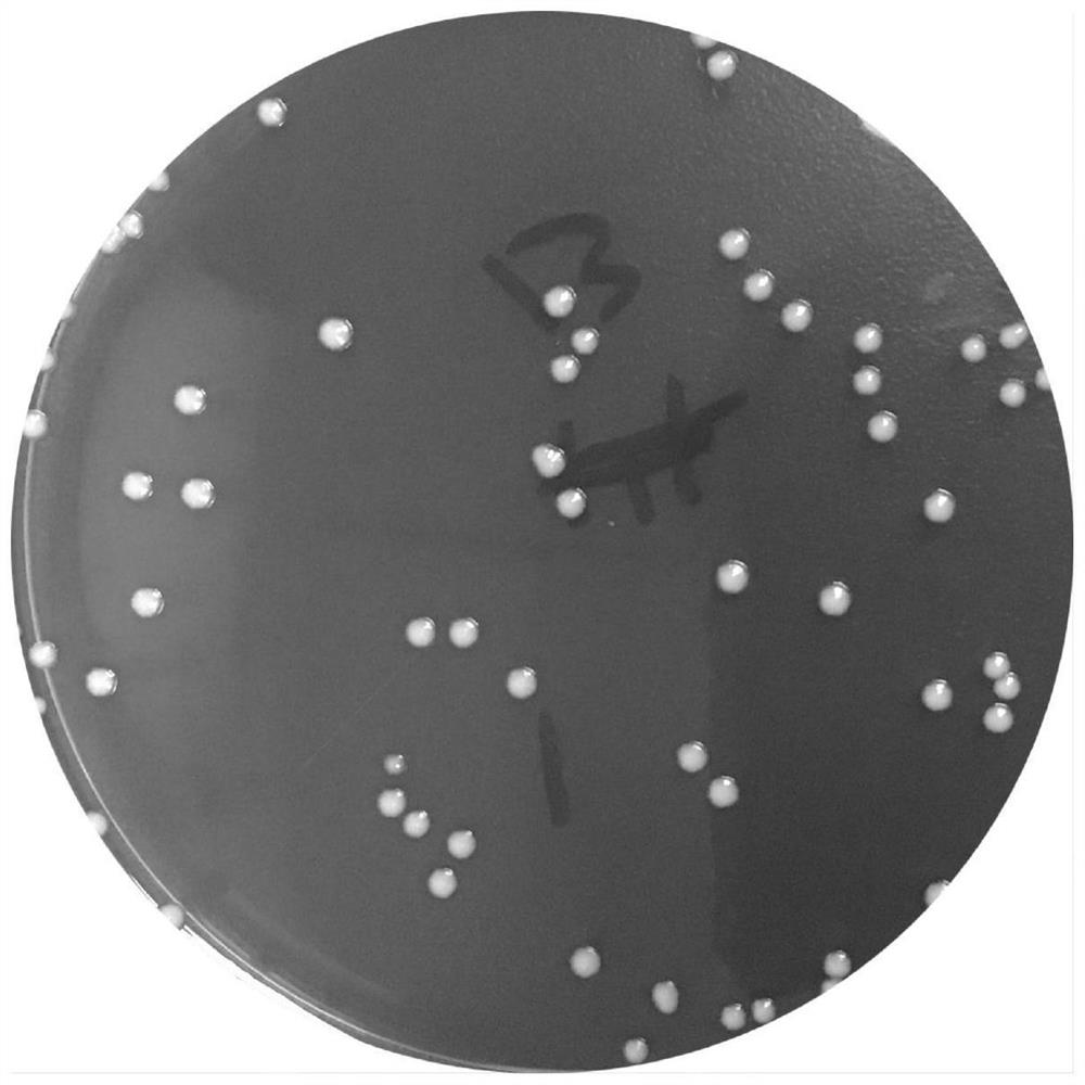 Application of lactobacillus acidophilus LA-03 in preparation of anti-helicobacter-pylori drug