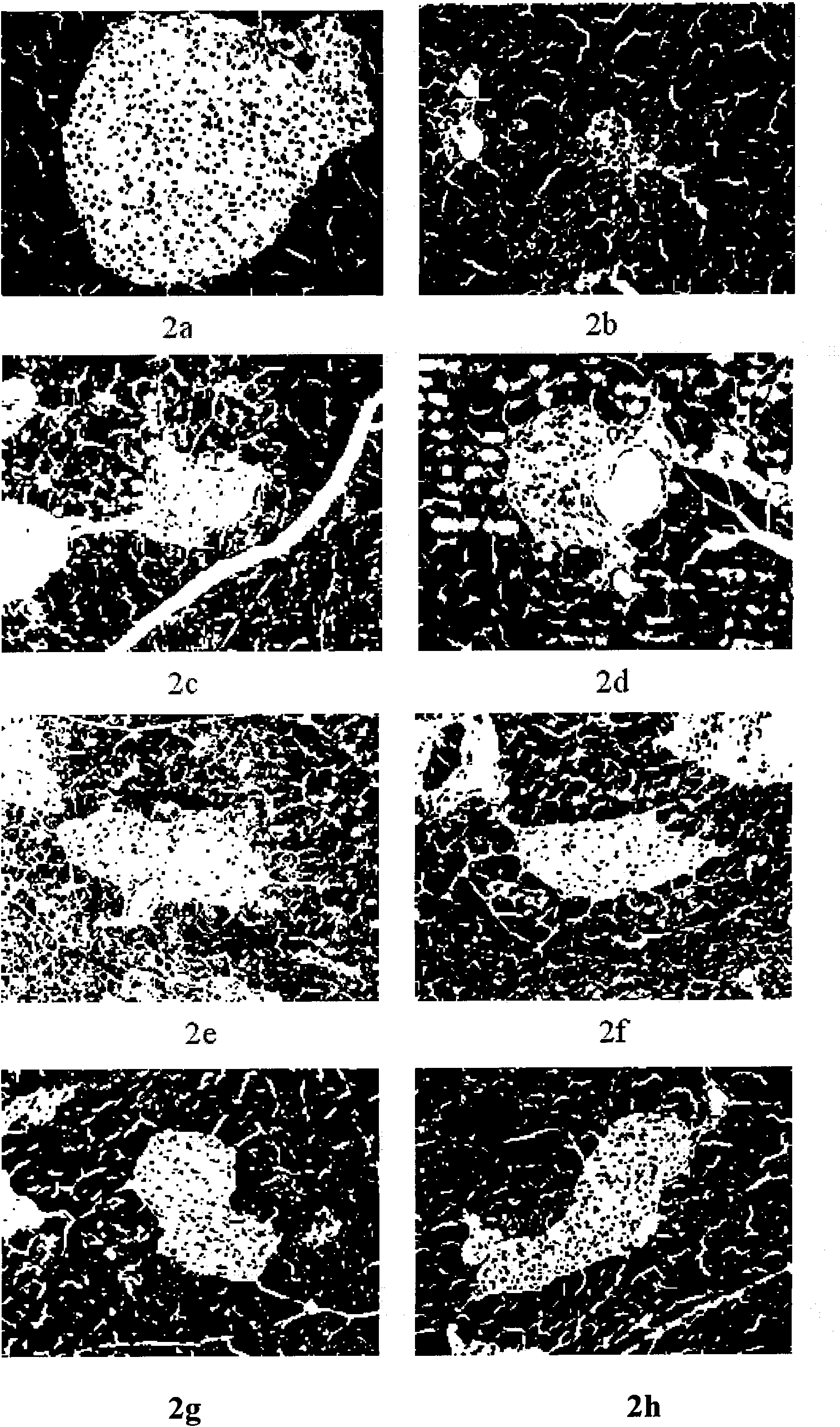 Mixture of momordica saponins and polysaccharides and extraction process and application thereof