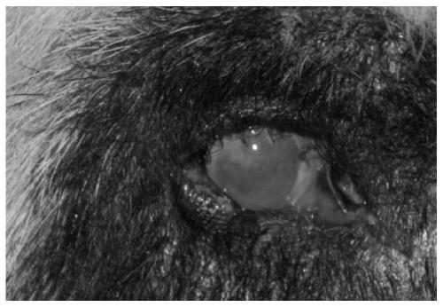 Application of substance for detecting MIP gene mutation in diagnosing giant panda cataracts