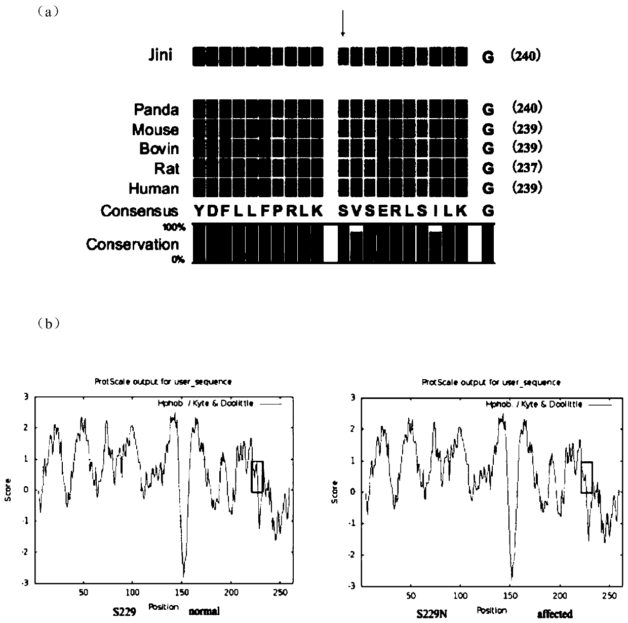 Application of substance for detecting MIP gene mutation in diagnosing giant panda cataracts