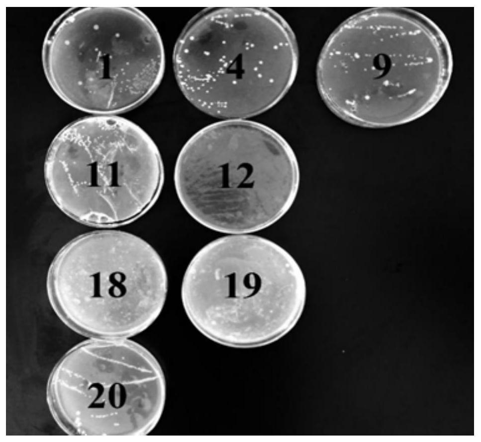 Lactobacillus casei for degrading oil and its application