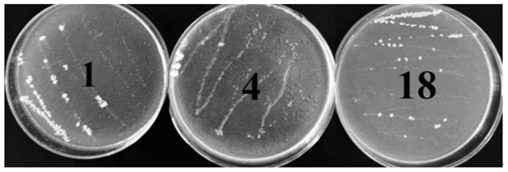 Lactobacillus casei for degrading oil and its application