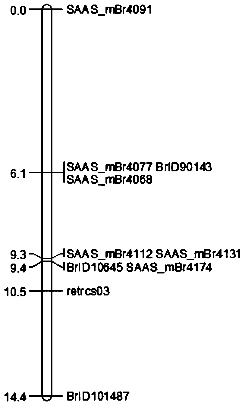 Molecular marker closely linked to Chinese cabbage turnip mosaic virus resistance gene retrcs03 and application thereof