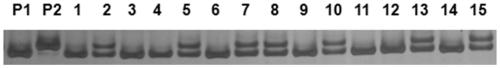 Molecular marker closely linked to Chinese cabbage turnip mosaic virus resistance gene retrcs03 and application thereof