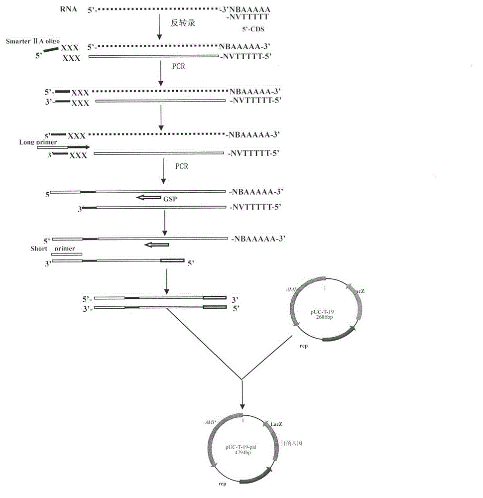 Method for acquiring rhodotorula glutinis phenylalanine deaminase gene sequence