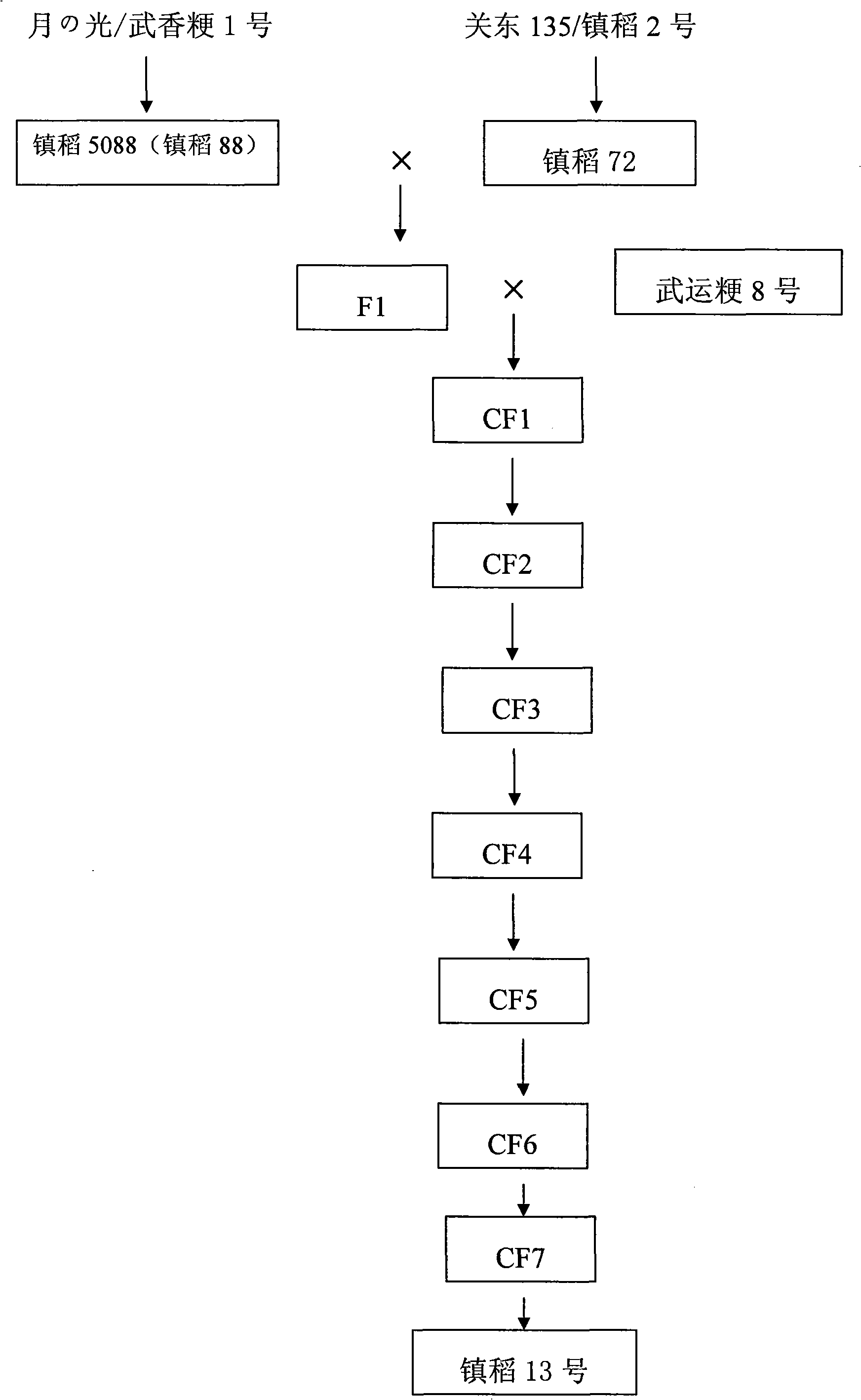 Method for breeding Zhen dao No. 13 using ladder polymerization improved technique