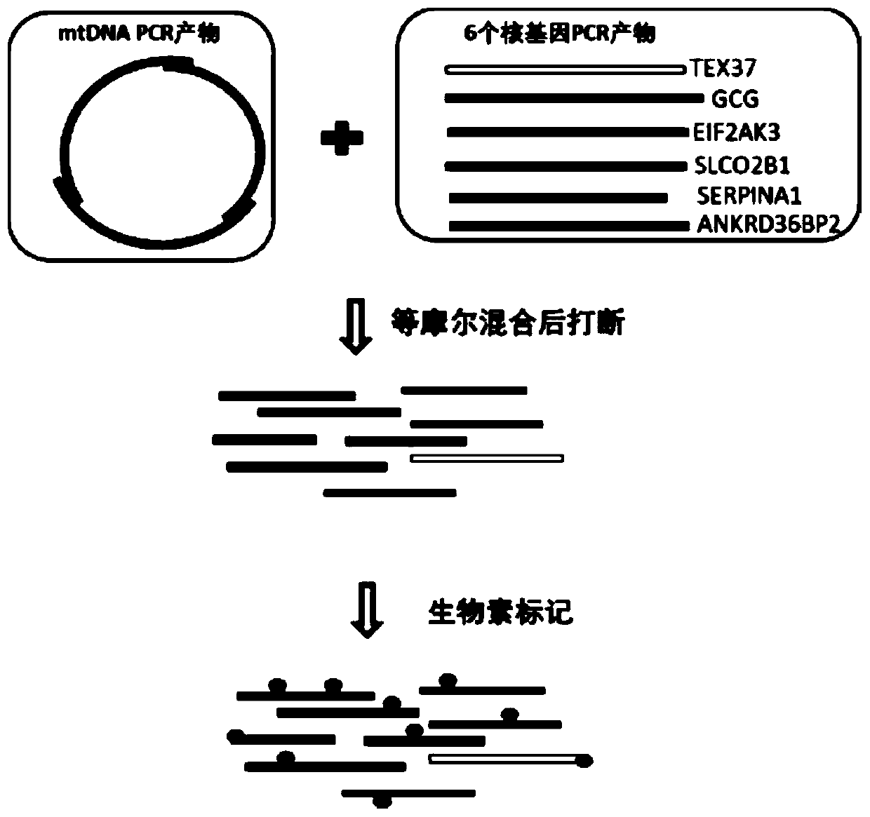 Method for simultaneously detecting copy number and mutation of mtDNA based on NGS