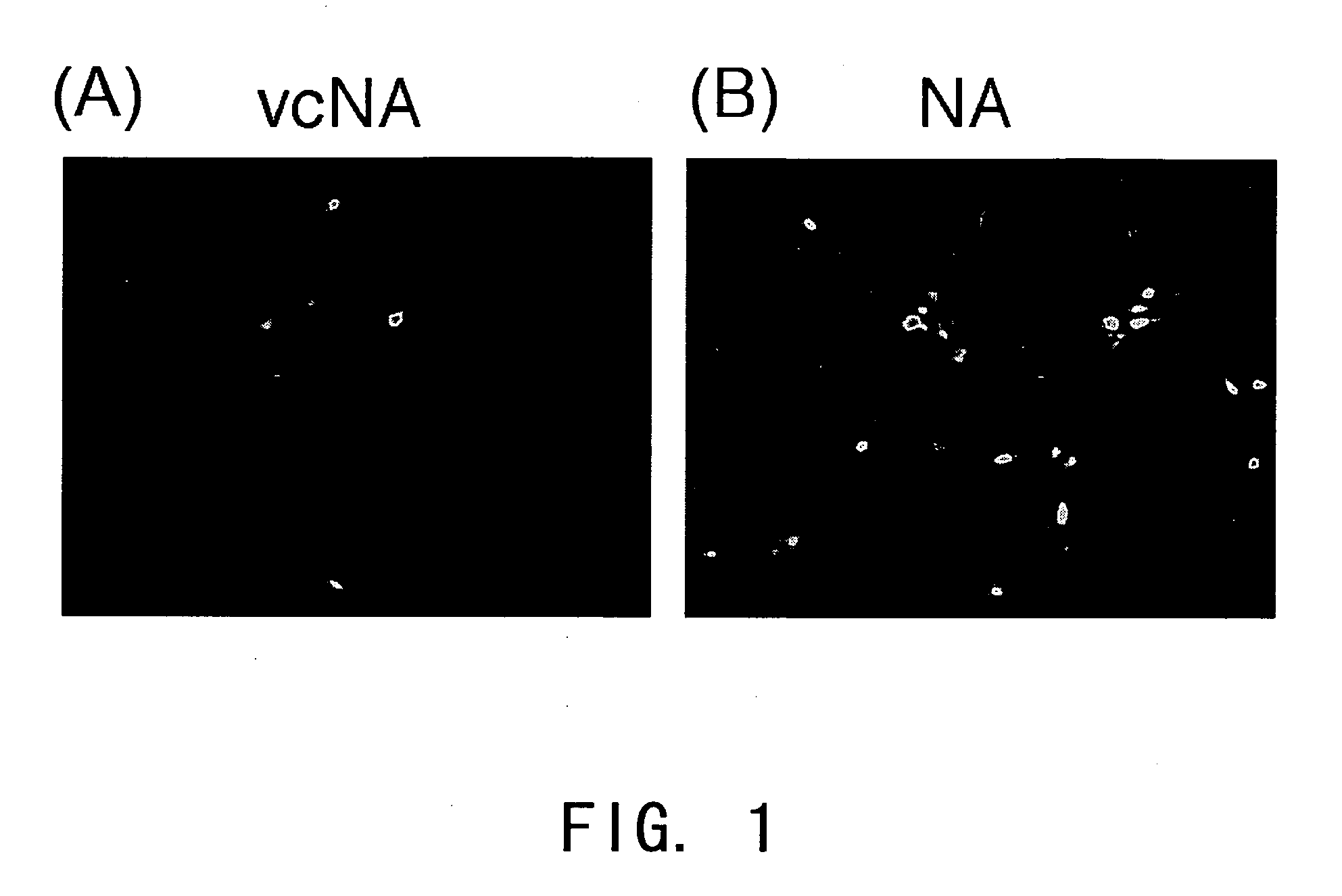 Process for producing virus vector containing membrane protein having sialic acid-binding in envelope with the use of gram-positive bacterium origin nueraminidase