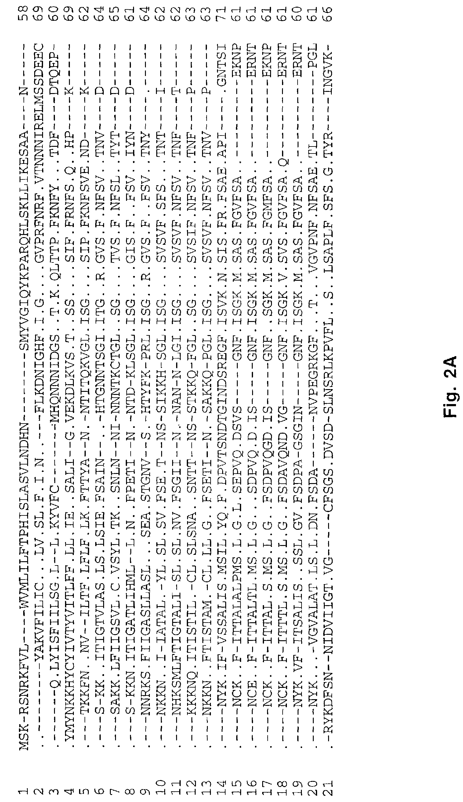 Ehrlichia chaffeensis 28 kDa outer membrane protein multigene family