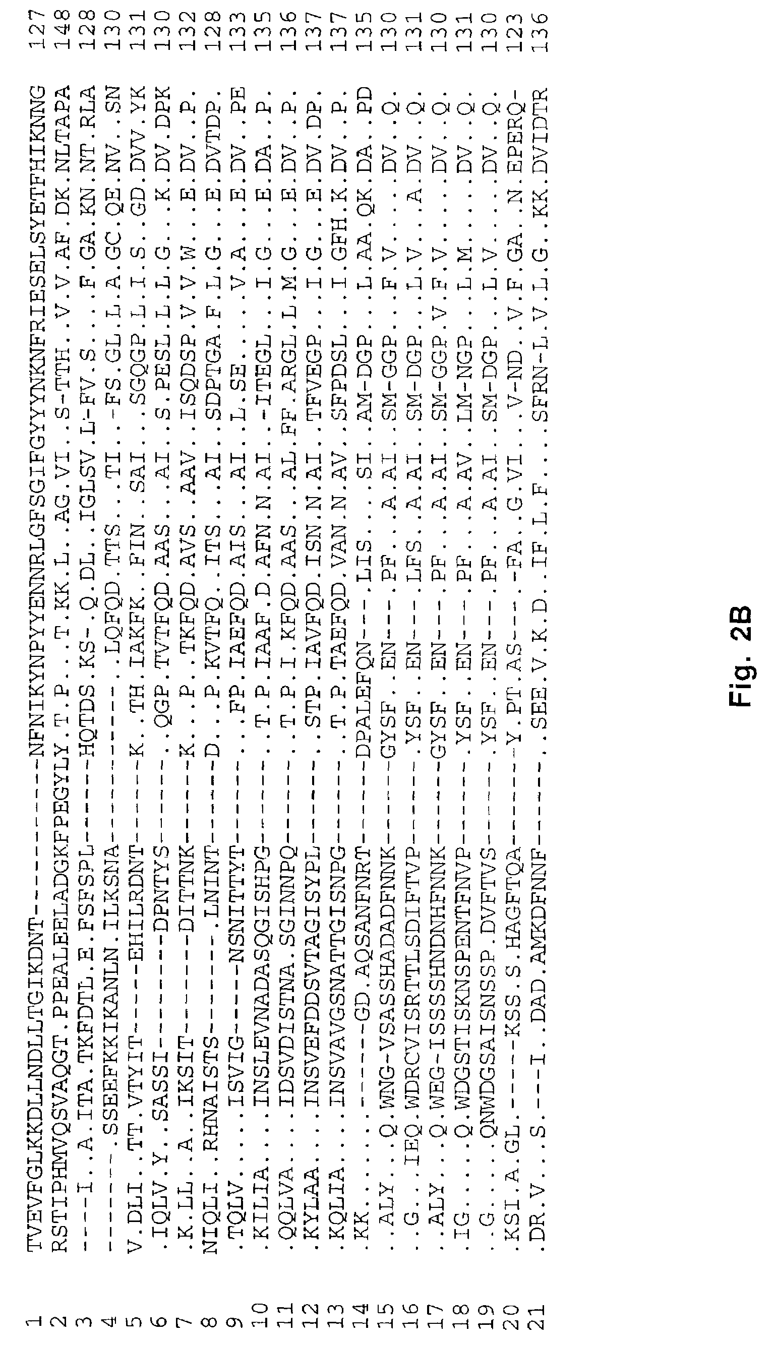 Ehrlichia chaffeensis 28 kDa outer membrane protein multigene family