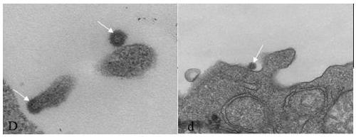 Method for rapidly detecting retrovirus by using cell ultrathin section electron microscope