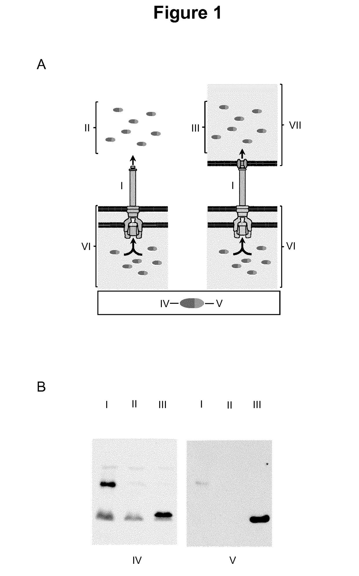 Virulence Attenuated Bacteria For Treatment Of Malignant Solid Tumors