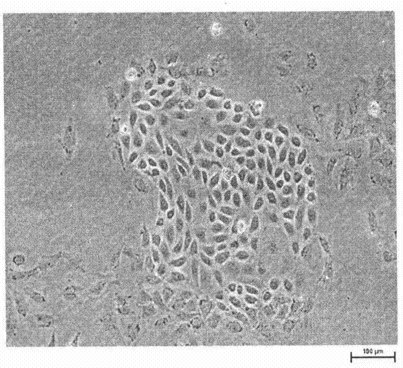 Method for converting ovarian granular cells into multipotential stem cells