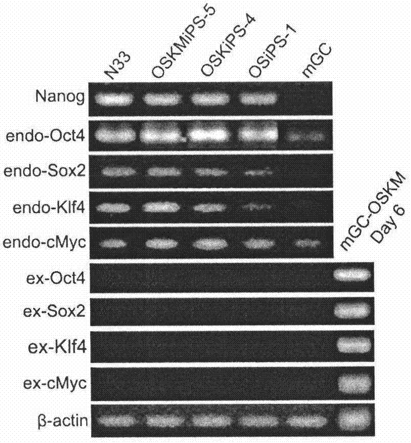 Method for converting ovarian granular cells into multipotential stem cells