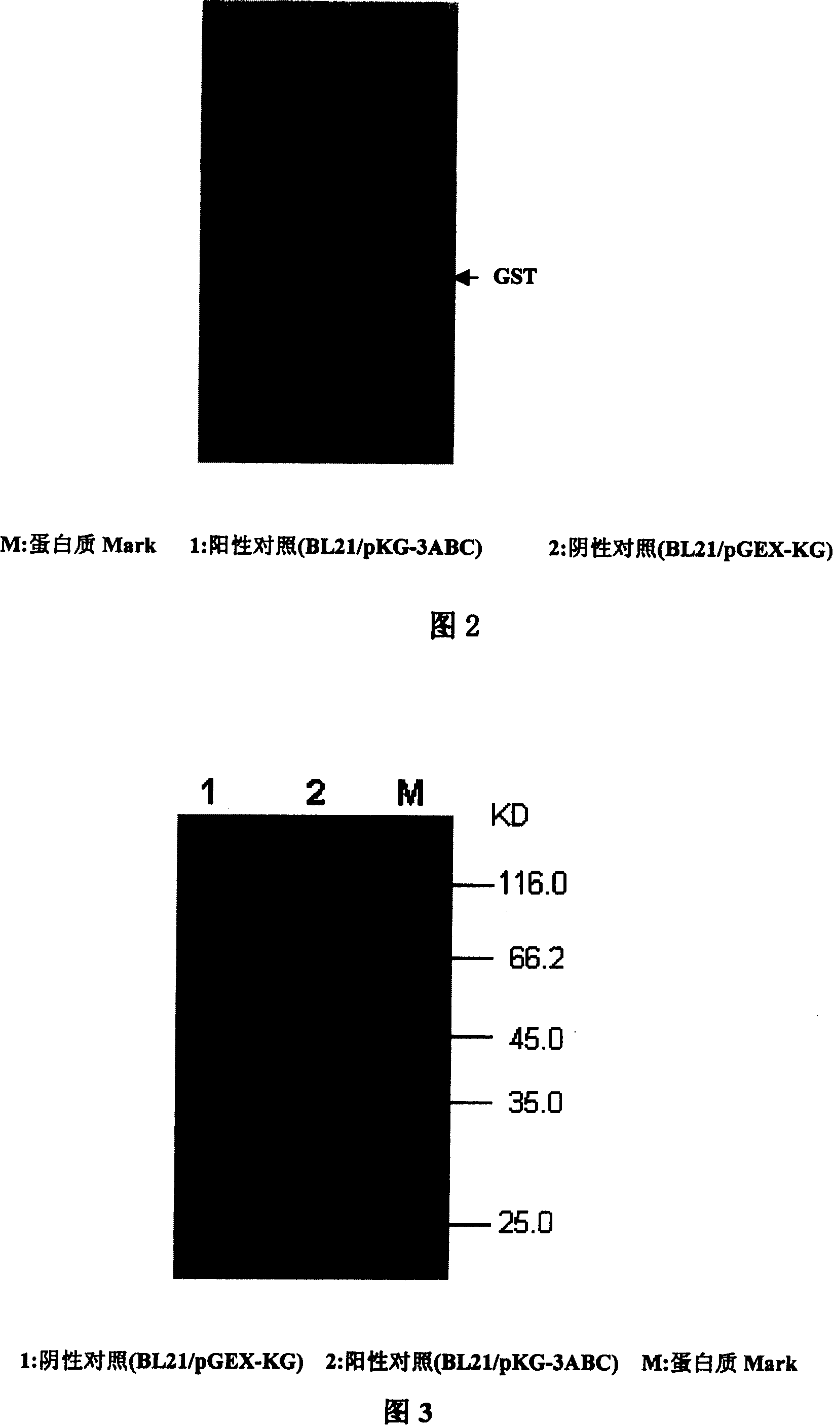 Non-structural protein gene 3ABC of foot-and-mouth disease virus and its preparation and use