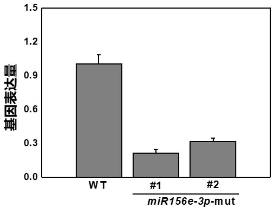 Application of tomato mir156e-3p gene in improving tomato low temperature resistance and plant overexpression vector