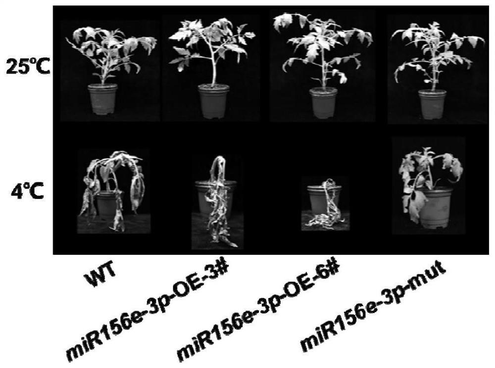 Application of tomato mir156e-3p gene in improving tomato low temperature resistance and plant overexpression vector