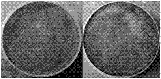 Method for preventing opencast coal mine dust from dispersing by utilizing microorganisms and salt groundwater