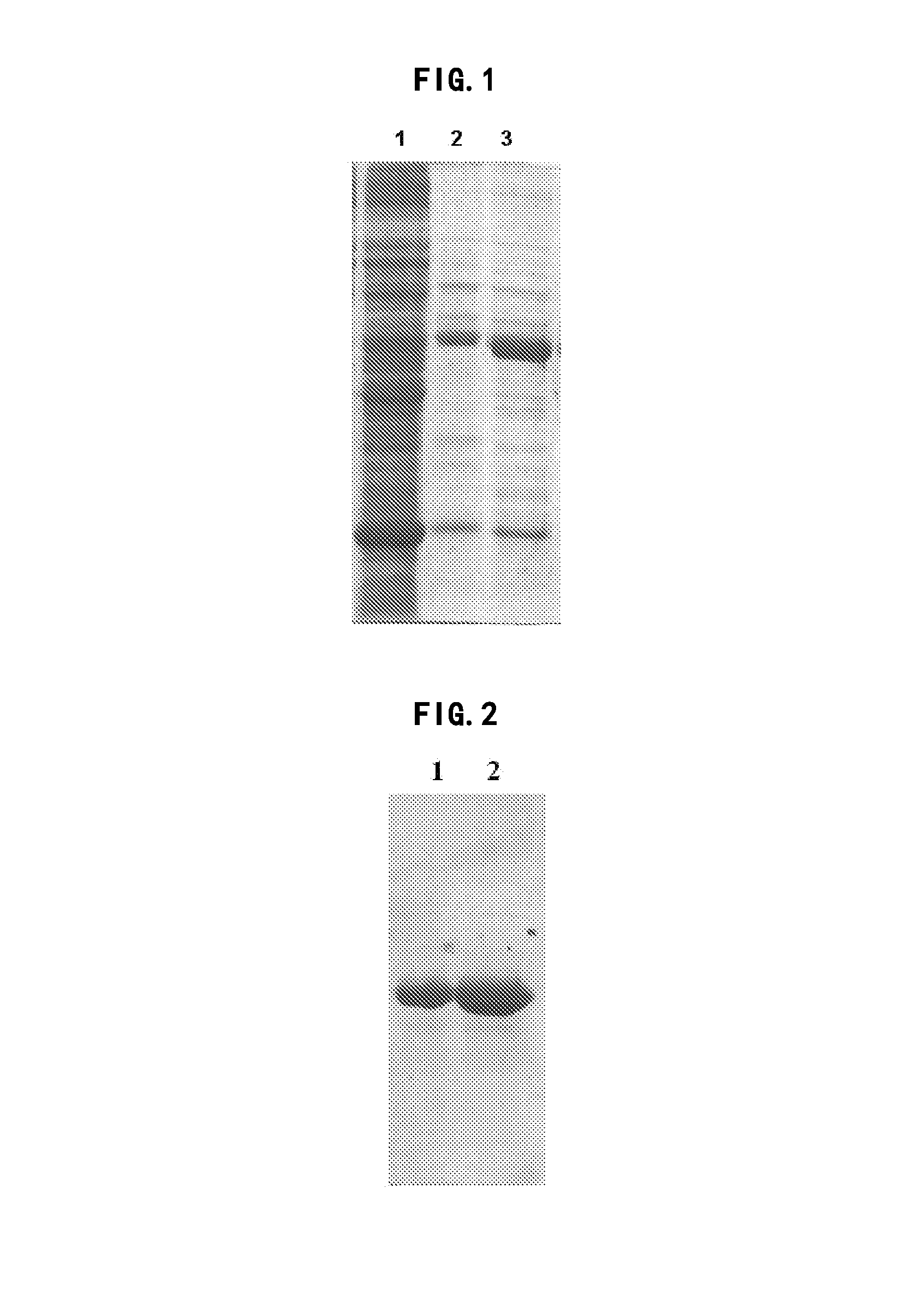 Truncated L1 protein of human papillomavirus type 6