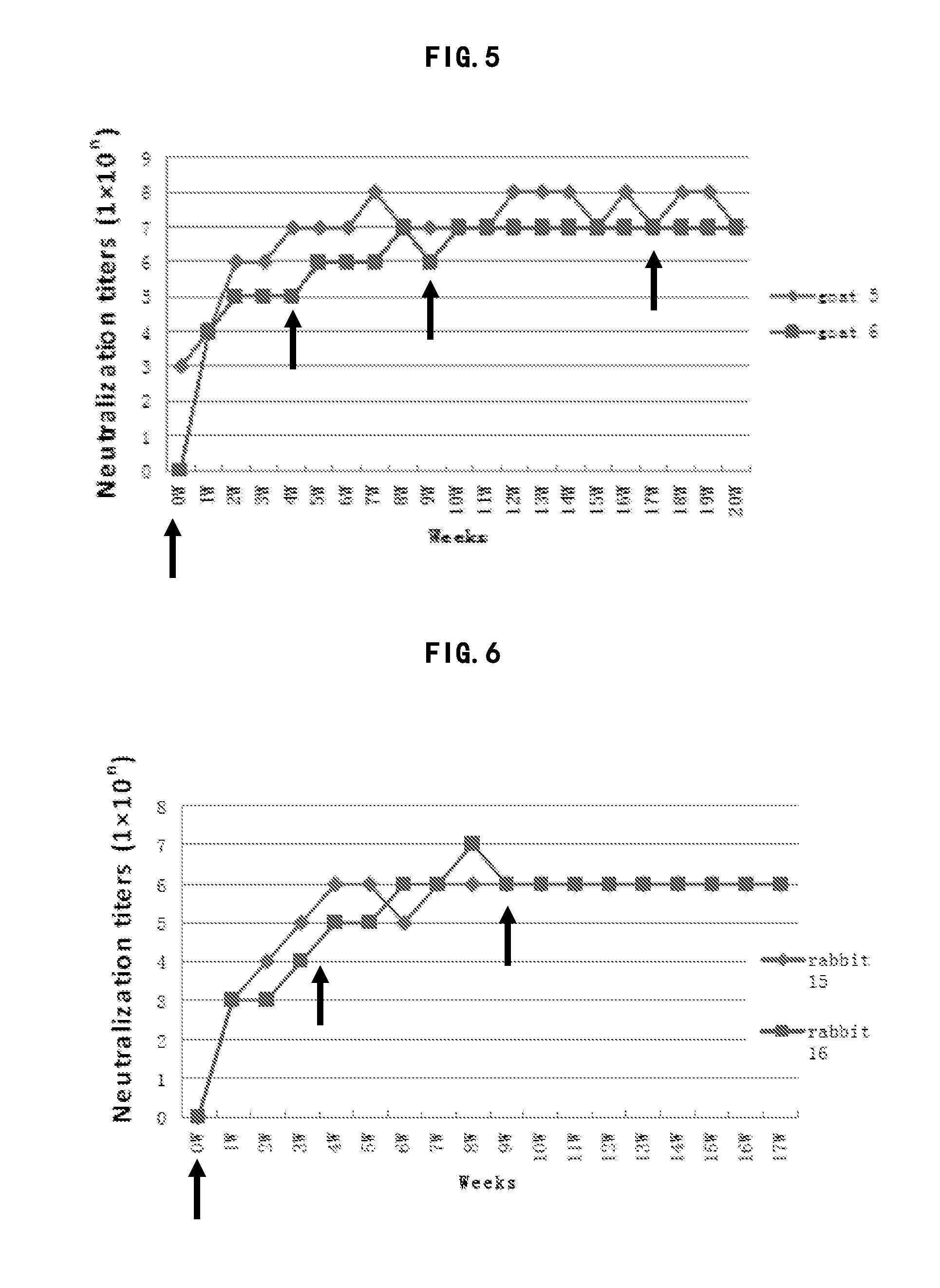 Truncated L1 protein of human papillomavirus type 6