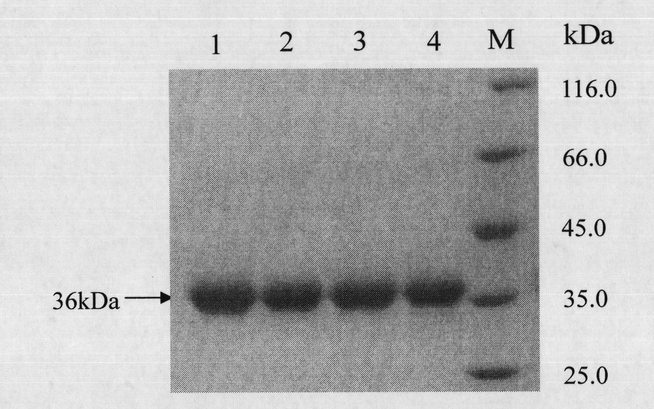 Organophosphorus degrading enzyme mutants and coding genes and application thereof