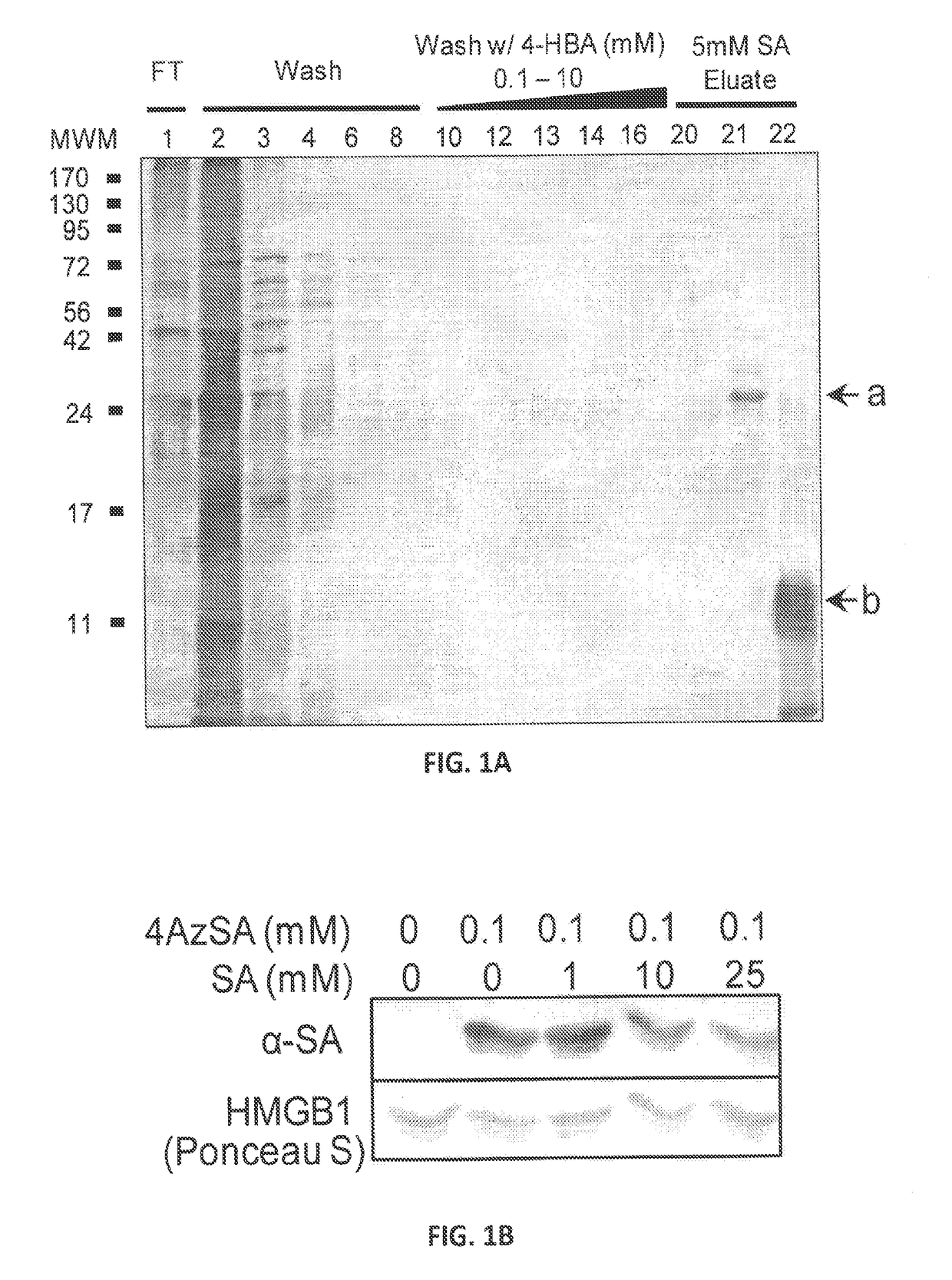 Structure and function of the salicyclic acid binding sites on human hmgb1 and methods of use thereof for the rational design of both salicyclic acid derivatives and other agents that alter animal and plant hmgbs activities