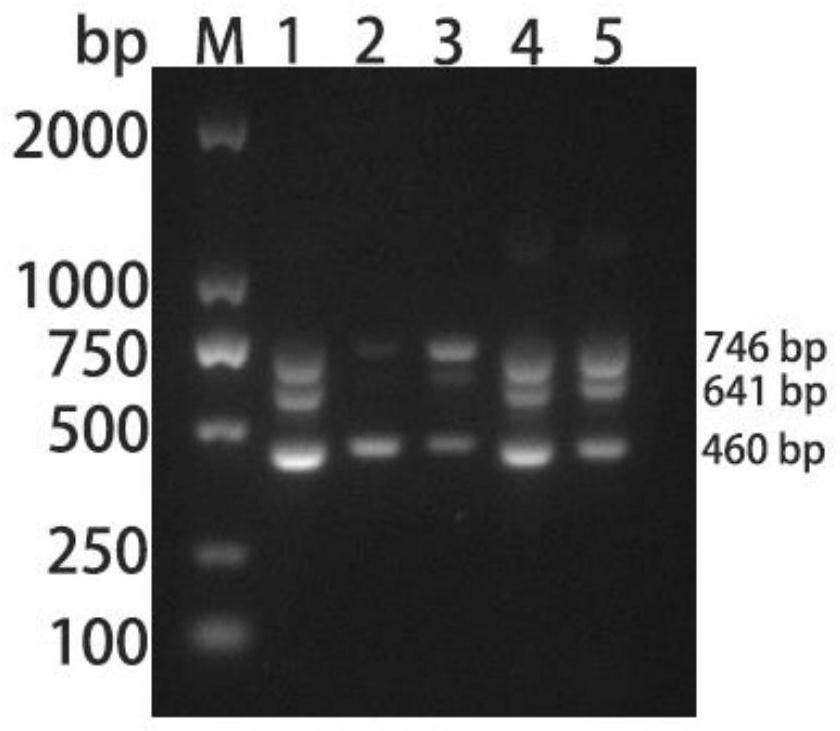 Multiplex PCR detection primer group, kit and detection method for waterfowl parvovirus, duck enteritis virus and goose astrovirus