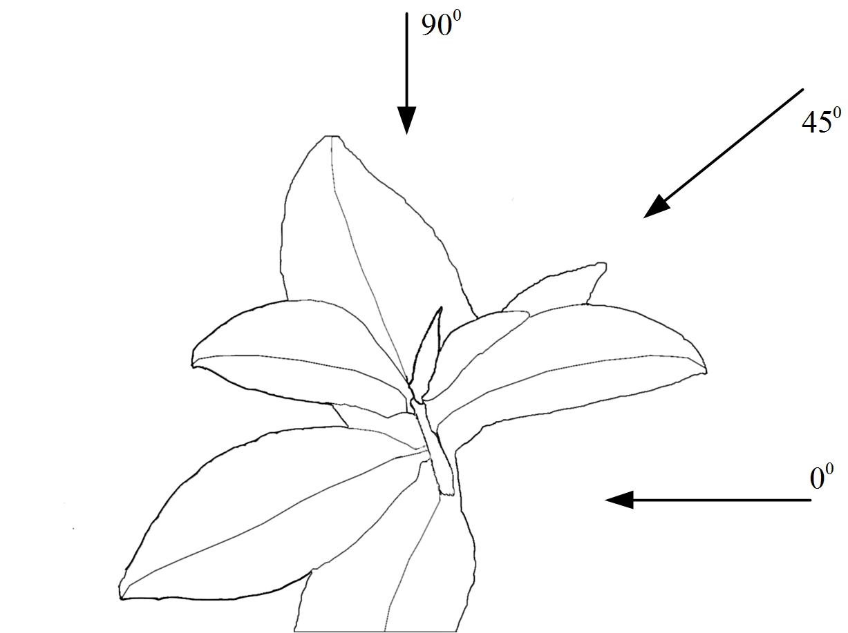 Method for three-dimensionally reconstructing tender shoot state of tea by combining image and computation model
