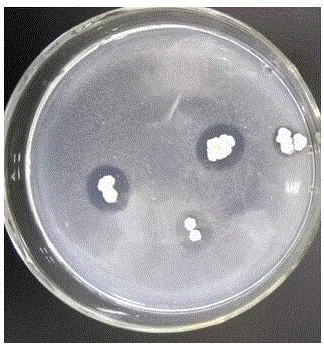 Bacillus flexus HL-37 capable of activating soil heavy metal cadmium, and applications thereof