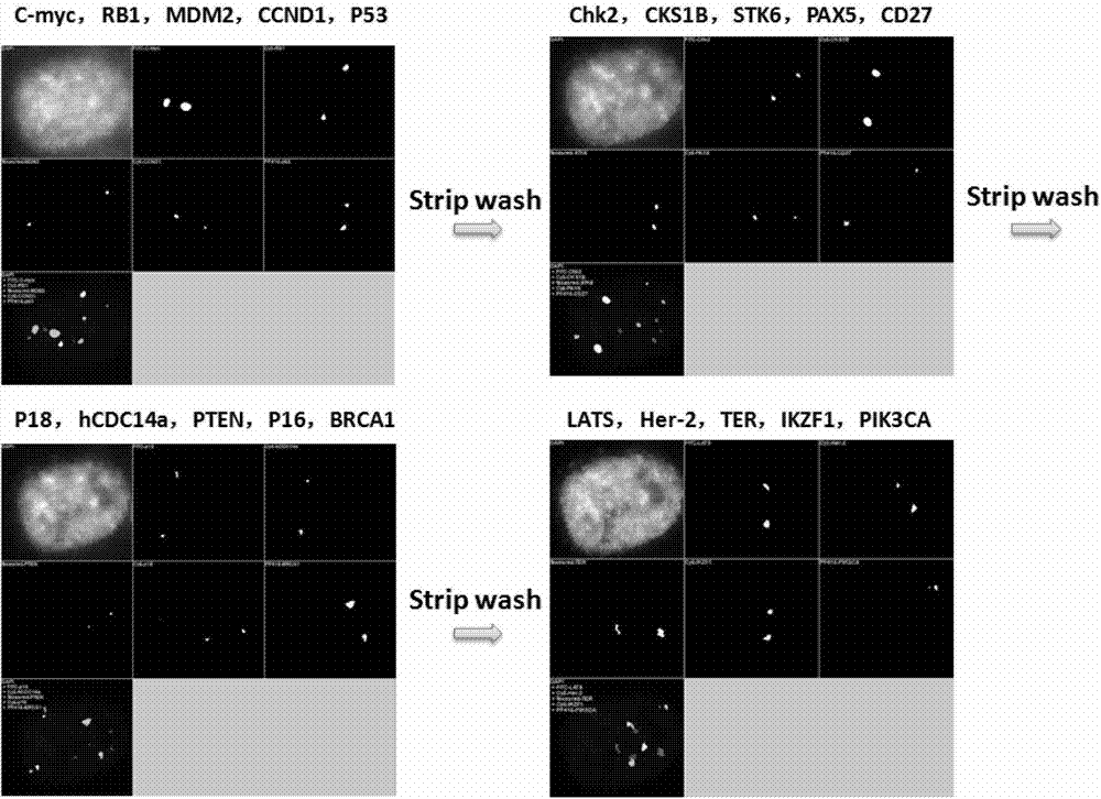 Novel high-resolution quantitative multicolor fluorescent in-situ hybridization method and application thereof