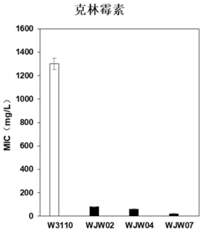 Application of composition gene cluster deletion in reducing drug resistance of escherichia coli to antibiotics