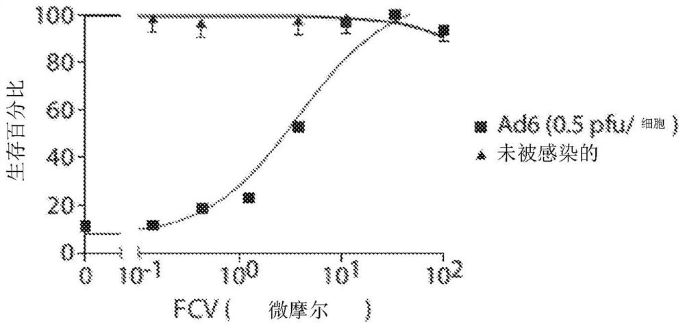 Compositions and methods for treating or preventing ocular infections with felocilovir