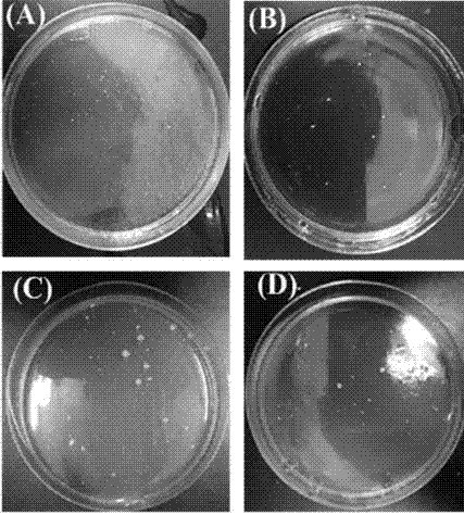 Preparation method of polymer separation membrane with antibacterial and anti-biological pollution properties