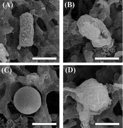 Preparation method of polymer separation membrane with antibacterial and anti-biological pollution properties