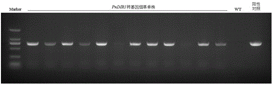 Pseudo-ginseng Dirigent-like protein gene PnDIR1 and application thereof