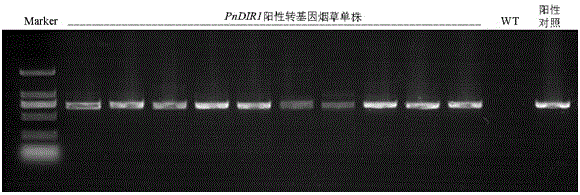 Pseudo-ginseng Dirigent-like protein gene PnDIR1 and application thereof
