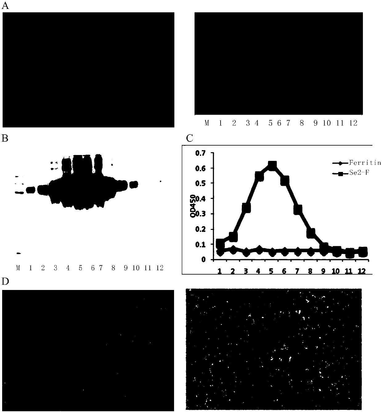 Preparation method and application of nanoparticle for showing hepatitis C virus envelope protein E2
